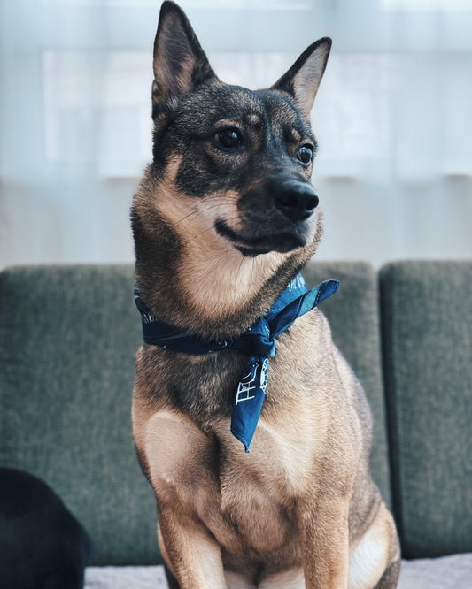 EINU Bandana: Dark Blue
