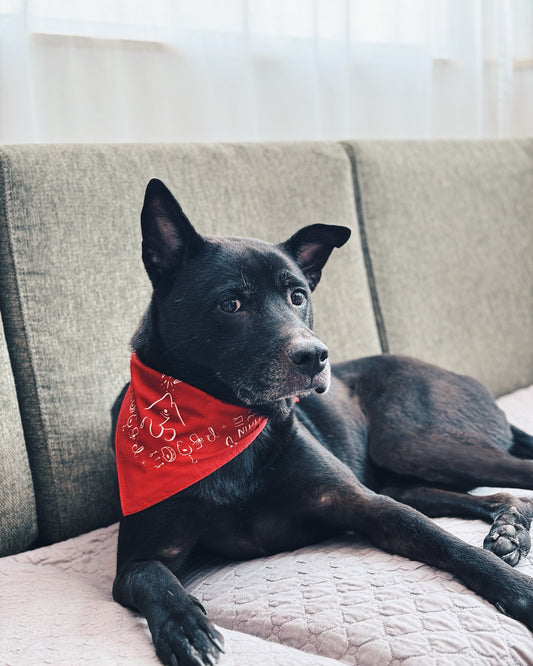 EINU Bandana: Dark Red